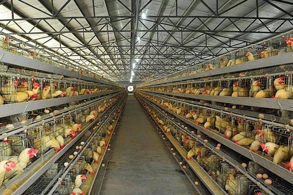 养殖蛋鸡的利润和风险(附成本分析)