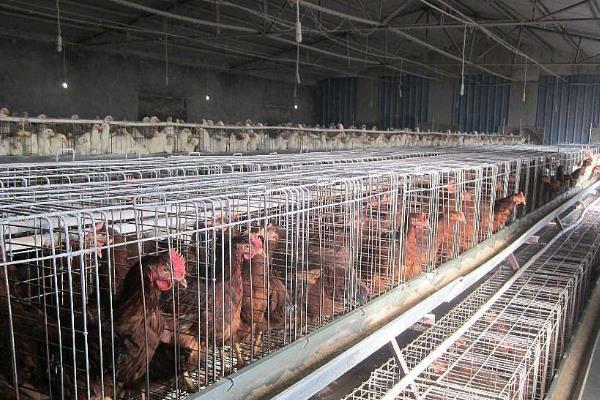 养殖蛋鸡的利润和风险(附成本分析)