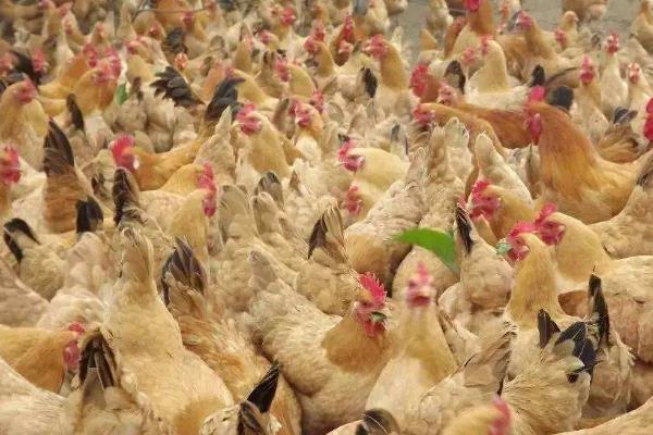 养殖蛋鸡的利润和风险(附成本分析)