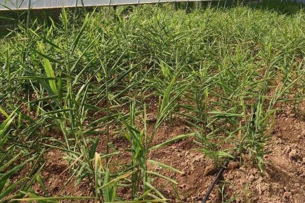 农业种植计划书怎么写，精选2篇范文仅供参考