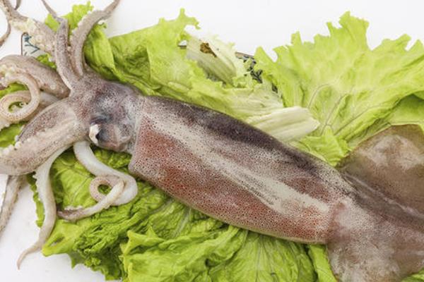 鱿鱼是发物吗?鱿鱼是海鲜吗?