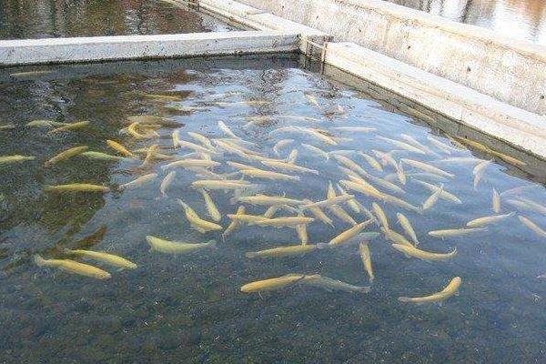 高密度养殖鱼池的建设方案