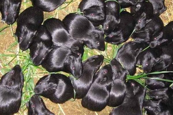 黑豚市场价才20一只吗？附黑豚市场价格