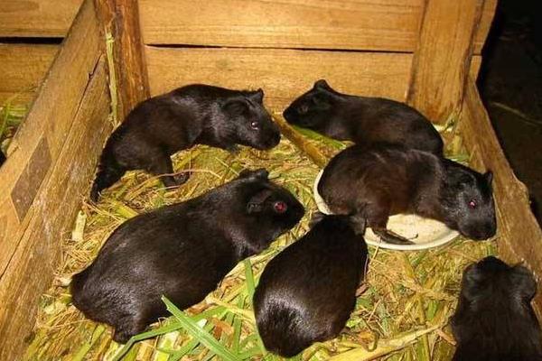 黑豚市场价才20一只吗？附黑豚市场价格