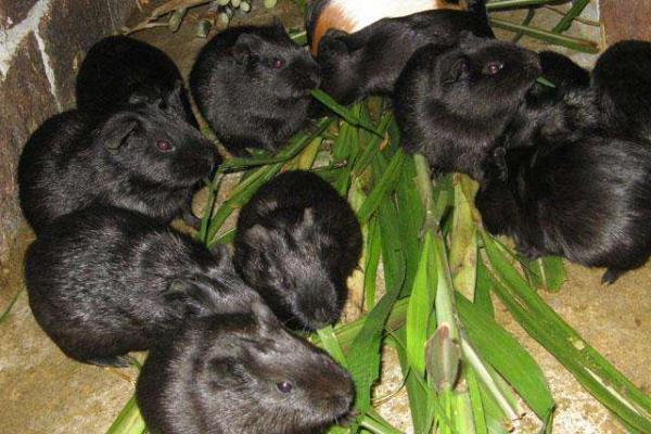 黑豚市场价才20一只吗？附黑豚市场价格