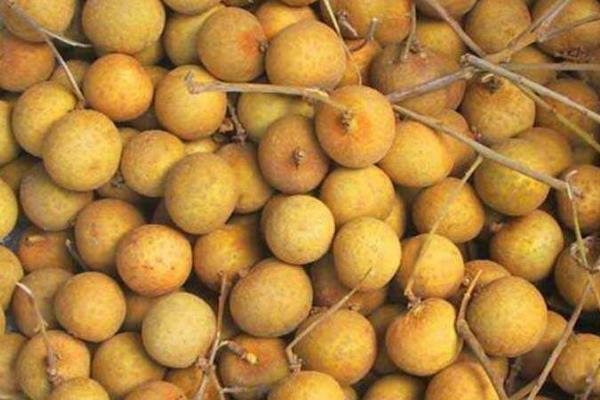 龙眼长芽了肉还能吃吗?龙眼长白毛了还能吃吗?