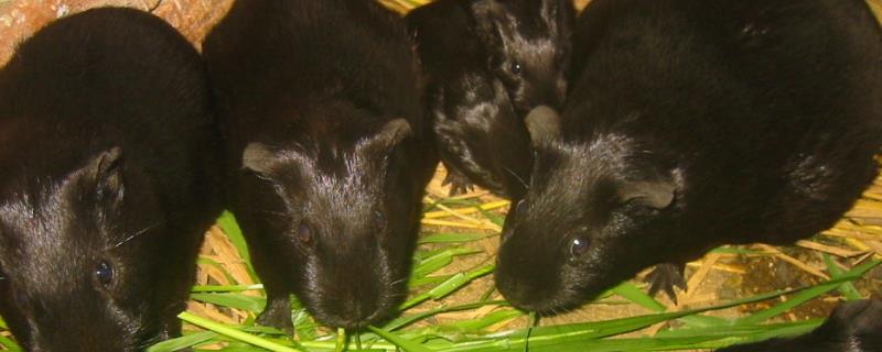 黑豚市场价才20一只吗？附黑豚市场价格