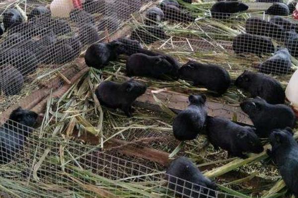 黑豚市场价才20一只吗？附黑豚市场价格