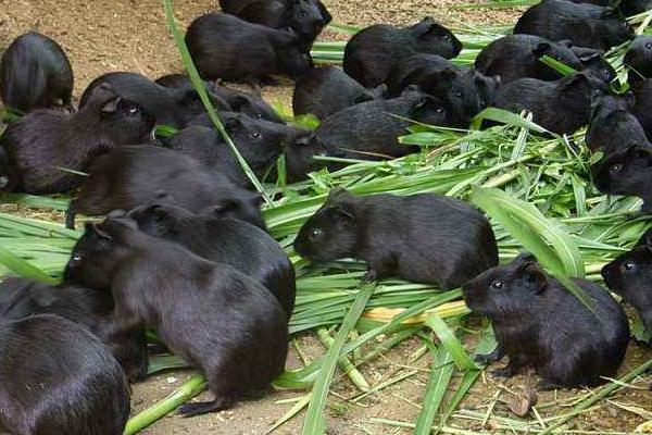 黑豚市场价才20一只吗？附黑豚市场价格