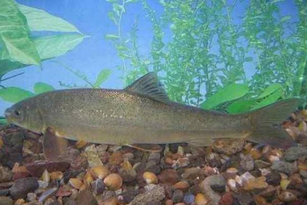 野生裂腹鱼多少一斤,野生裂腹鱼怎样钩鱼