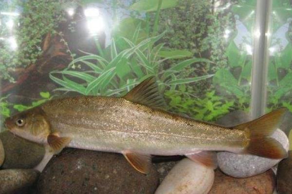 野生裂腹鱼多少一斤,野生裂腹鱼怎样钩鱼