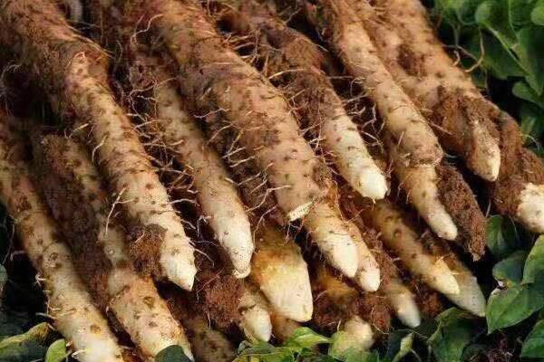 铁棍山药发芽了还能吃吗,还能种植吗