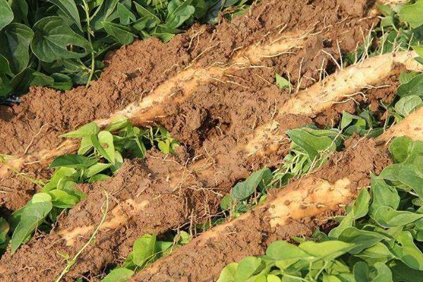 铁棍山药发芽了还能吃吗,还能种植吗