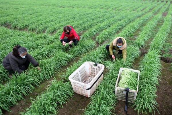 韭菜最后一次收割时间是什么时候(几月)