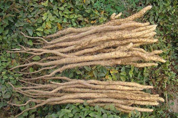 铁棍山药发芽了还能吃吗,还能种植吗