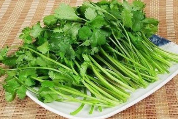 香菜可以生吃吗?有细菌吗