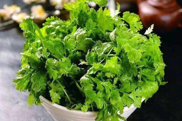 香菜可以生吃吗?有细菌吗