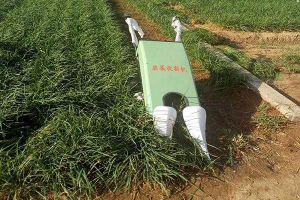 韭菜最后一次收割时间是什么时候(几月)