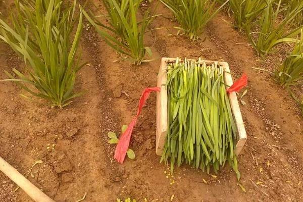 韭菜最后一次收割时间是什么时候(几月)