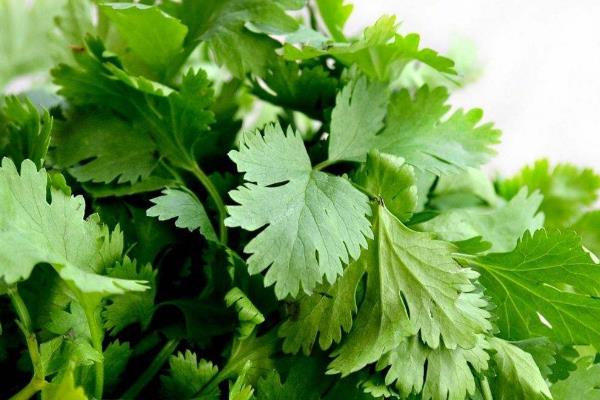 香菜可以生吃吗?有细菌吗