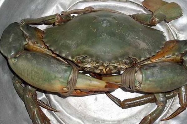 青蟹最大能长到几斤,能活多久?