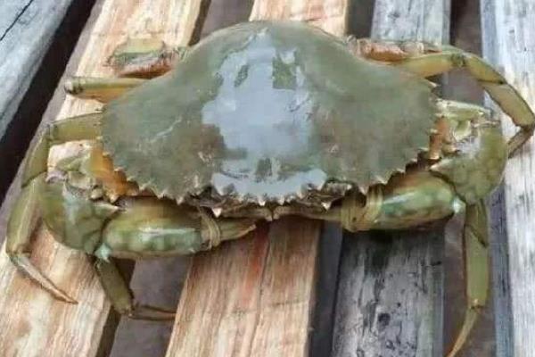 青蟹最大能长到几斤,能活多久?