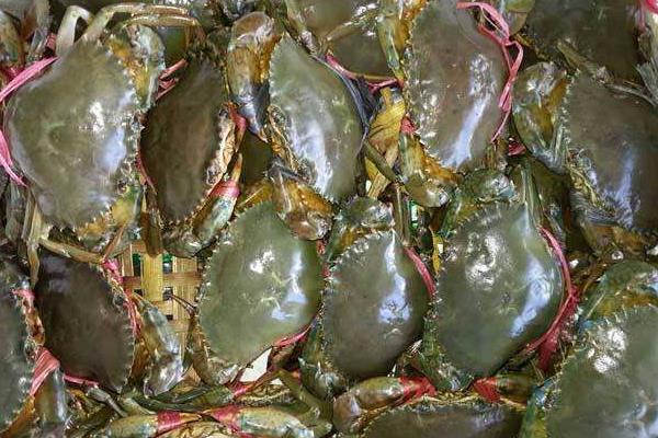 青蟹最大能长到几斤,能活多久?