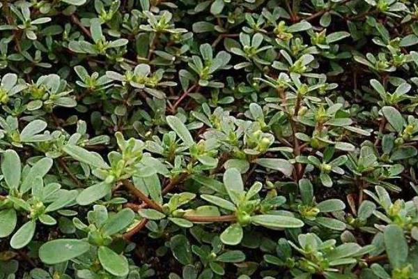 种植马齿菜利润如何,什么季节种植