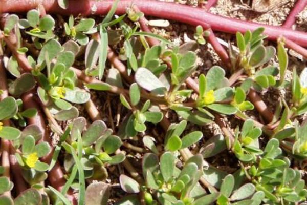 种植马齿菜利润如何,什么季节种植