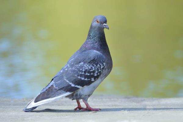 鸽痘简单的方法治疗,是怎么引起的