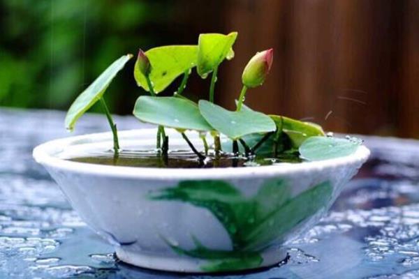 碗莲种植时间和方法,多久开花