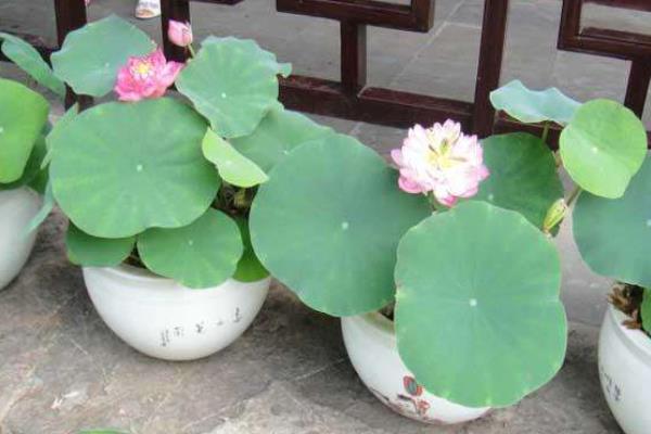 碗莲种植时间和方法,多久开花