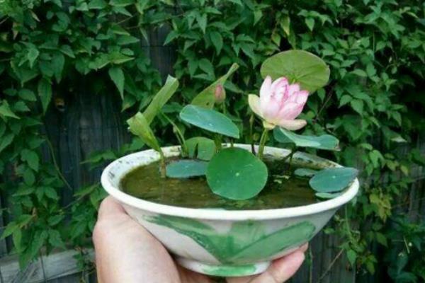 碗莲种植时间和方法,多久开花