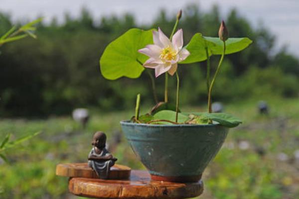 碗莲种植时间和方法,多久开花