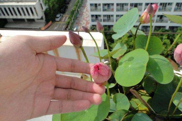 碗莲种植时间和方法,多久开花