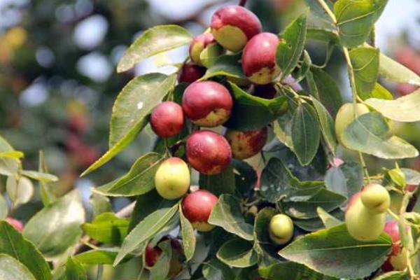 枣树施肥的时间是几月份,开花期间能不能施肥