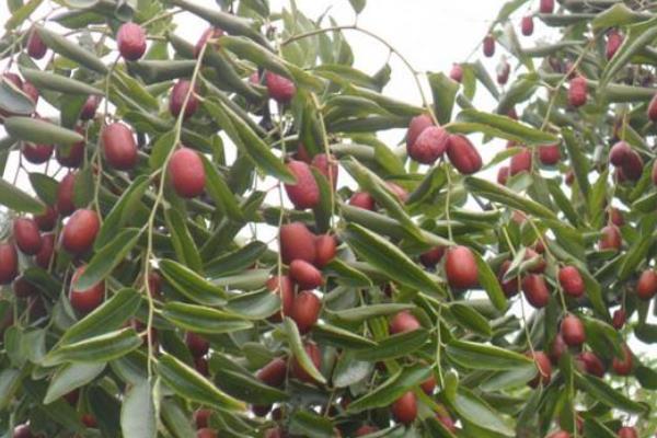 枣树施肥的时间是几月份,开花期间能不能施肥