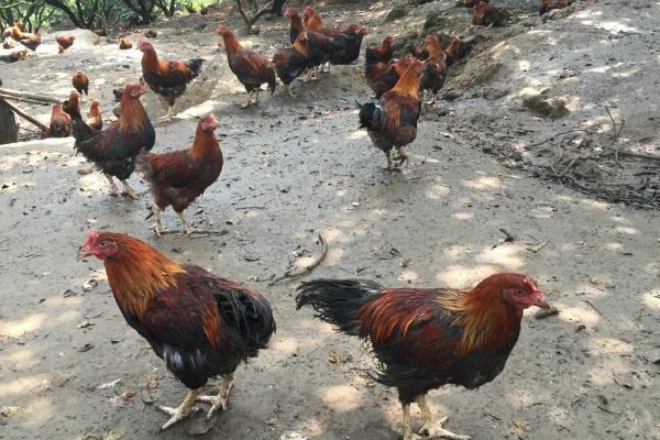 养3000只散养鸡的利润,要多大地方