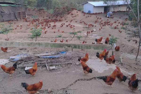 养3000只散养鸡的利润,要多大地方