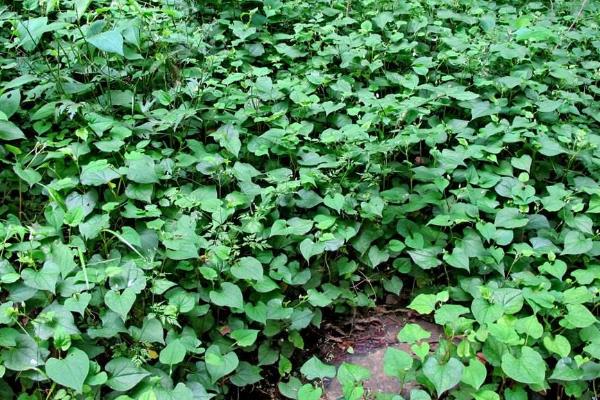 鱼腥草怎么种植,是根种还是籽种