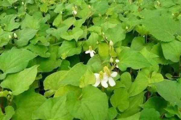 鱼腥草怎么种植,是根种还是籽种