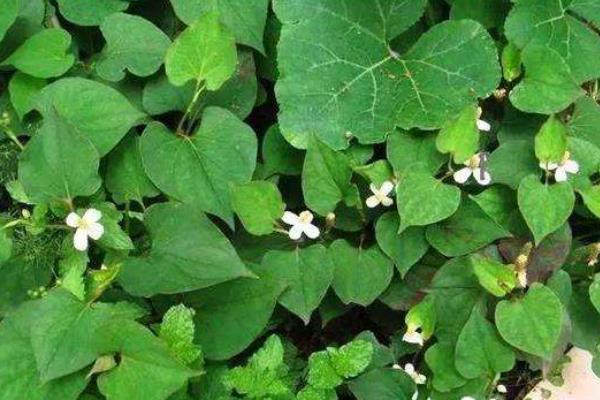 鱼腥草怎么种植,是根种还是籽种