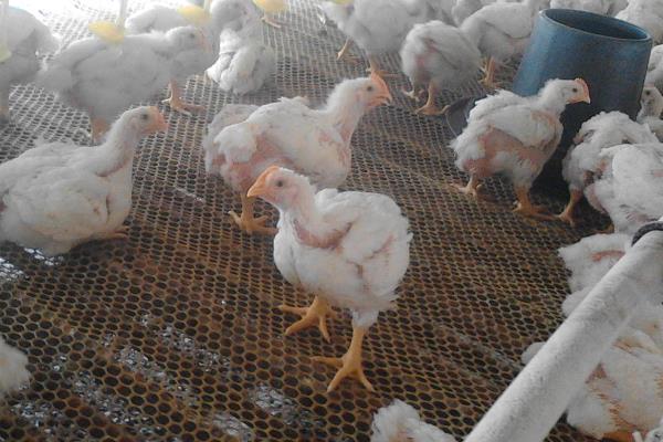 养殖什么时间短见效快,更容易回本