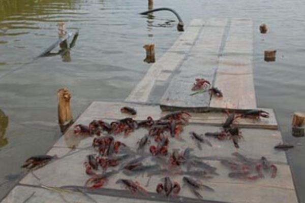 养殖什么时间短见效快,更容易回本