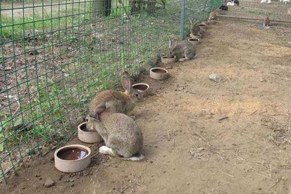 养殖什么时间短见效快,更容易回本