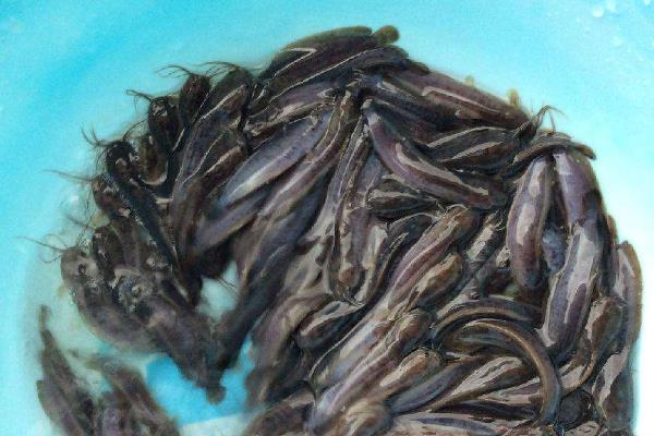 土塘鲺养殖密度,附养殖方法