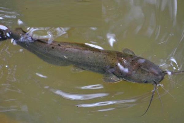 土塘鲺养殖密度,附养殖方法