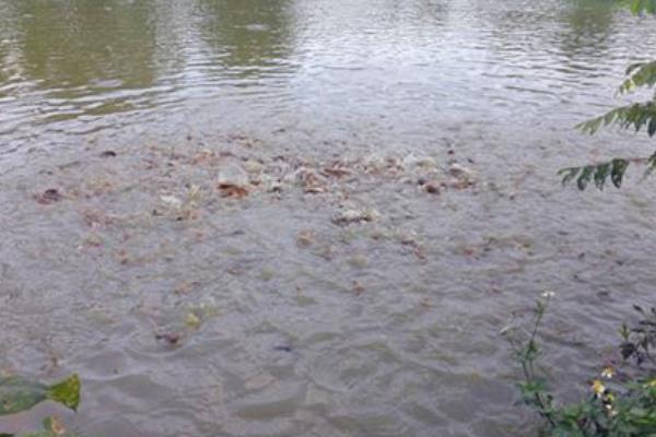 土塘鲺养殖密度,附养殖方法