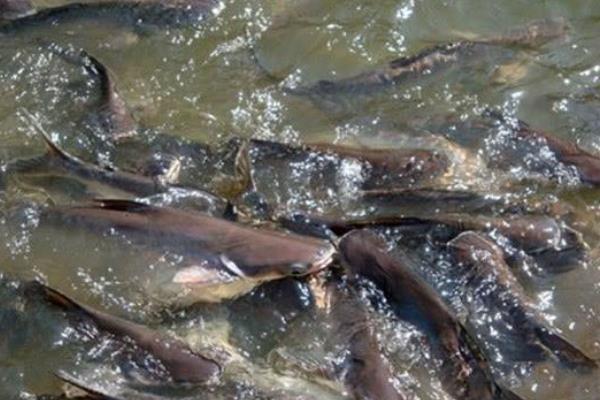 土塘鲺养殖密度,附养殖方法