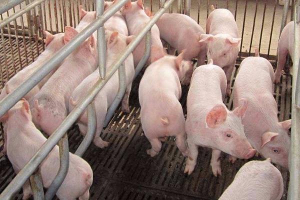 养殖猪的利润分析,100头能赚多少钱?